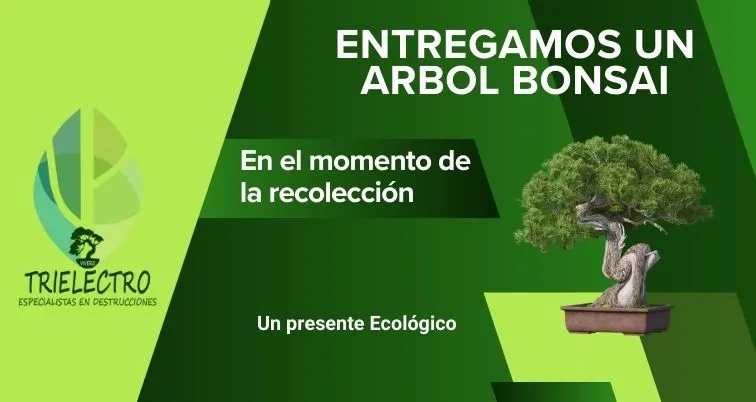 Entregamos un árbol bonsai